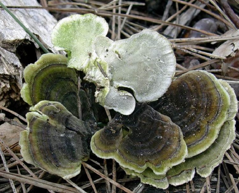 600 Marzo vecchio ritrovamento